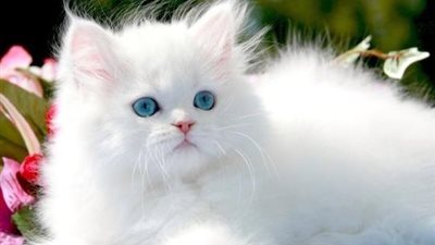 براز القطط قد يساعد في علاج السرطان