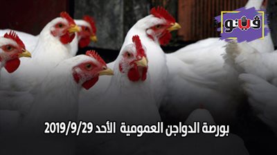بورصة الدواجن العمومية.. أسعار الدواجن اليوم الأحد 2019/9/29