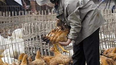 قافلة بيطرية لتحصين الثروة الداجنة في الإسكندرية