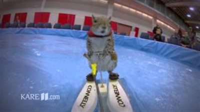 بالفيديو.. أنثي السنجاب 