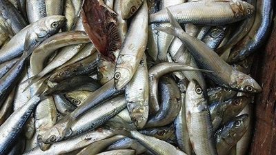 ضبط 20 طن «فسيخ وسردين» غير صالحة للاستخدام الآدمي بشبرا الخيمة