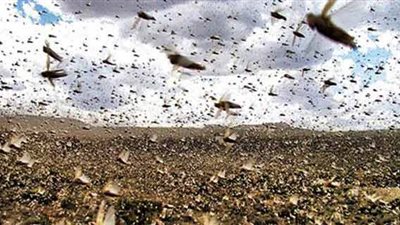 مكافحة الجراد تنفى حدوث خسائر زراعية
