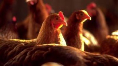 بالصوت.. أسعار الدواجن قبل عيد شم النسيم