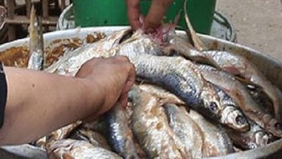 أستاذ تغذية يقدم مواصفات الفسيخ والرنجة السليمة