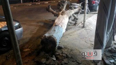 بالفيديو والصور.. سقوط شجرة بالممشى السياحي في بورسعيد