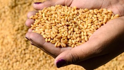 وصول 63 ألف طن قمح روسى لميناء سفاجا