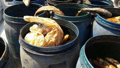 ضبط ٧٩ طن فسيخ فاسد قبل بيعه في شم النسيم