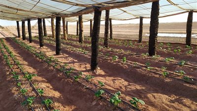 الوادي الجديد تبدأ إعداد دورات لتنفيذ الصوب الزراعية من مخلفات النخيل