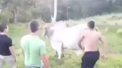 بالفيديو.. أطرف وقائع السقوط من أعلى ظهور الحيوانات