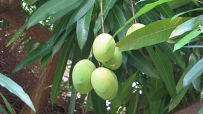 مستخلص أوراق المانجو يعالج مرض السكر