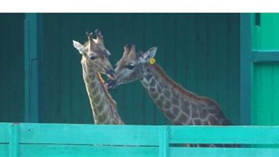 مصادر: دور البرد سبب ثانوي لنفوق ذكر الزراف زيزو..وشكوك حول مرض آخر