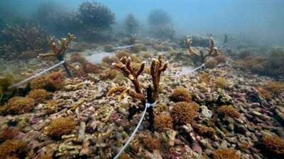 ثلث الشعاب المرجانية في تايوان تواجه خطر الموت