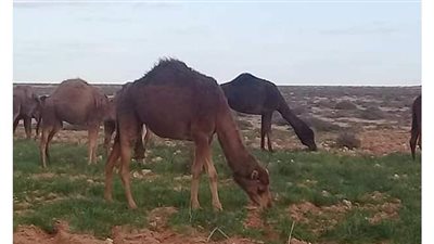 لأول مرة في مطروح.. تفاصيل الاستعداد لمسابقة الهجن | صور