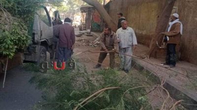 تقليم الأشجار خلف مستشفى أم المصريين | صور