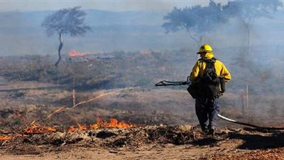 هل ساهمت حرائق الغابات في ظهور فيروس كورونا؟ | صور