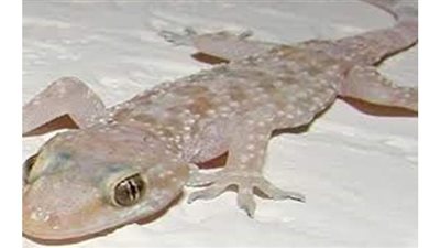 تفسير حلم البرص في المنام وعلاقته بالغيبة والنميمة والحسد