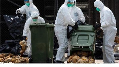 حجر صحي على مزارع الدواجن.. أنفلونزا الطيور تضرب اليابان