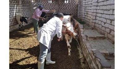 بيطري الوادى الجديد يشن حملات تحصين ضد مرض الجلد العقدى