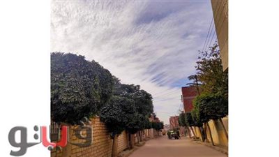 حملة لتجميل مدينة التل الكبير وزراعة الأشجار المثمرة في الإسماعيلية | صور