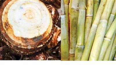 سر ارتباط الأقباط بالقلقاس والقصب في «عيد الغطاس»