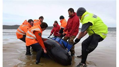 لحظة انتشال حوت وزنه 10 أطنان من البحر | فيديو