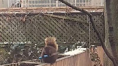 سنجاب يحمل سكينا ويتجول في مدينة تورنتو الكندية