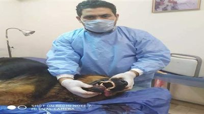 أطباء بيطريون ينقذون حياة كلب تفتت «فكه السفلي» بالقليوبية