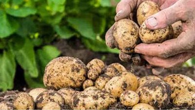 السنوات العجاف.. أزمة البطاطس لن تكون الأخيرة.. توقعات بعدم زراعة المحاصيل الرئيسية تجنبًا للإفلاس.. وانهيار الأسعار السبب