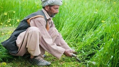 المزارعون.. المهمشون في الأرض .. النقيب جمَّد النقابة العامة وفروعها.. ورئيس الاتحاد: نحن جزء من الأزمة ولاد البطة السودا