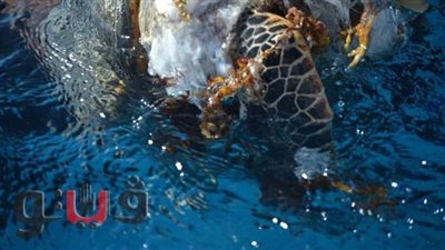 الصيد أم النفايات.. سر ظهور حيوانات نافقة على سطح الماء بالبحر الأحمر