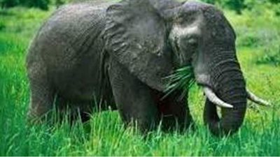 تفسير حلم الفيل في المنام وعلاقته بالسعادة والحظ الجيد