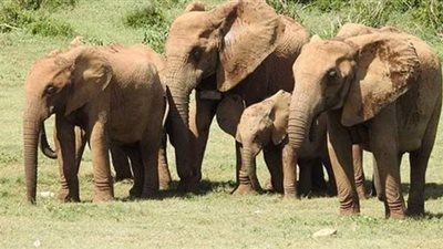 هل يمكن معرفة عدد الأفيال من الفضاء؟