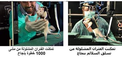 يمكنهم المشي مرة أخرى.. علماء ألمان يحدثون طفرة للفئران المشلولة