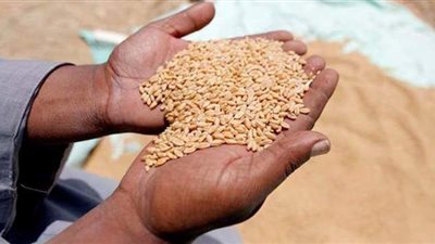 الزراعة تصدر تقريرا بأنشطة معهد بحوث أمراض النباتات خلال شهر ديسمبر