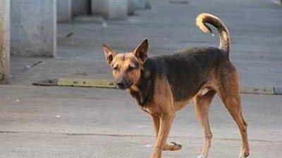 اليوم.. دعوى «الرفق بالحيوان» لوقف قتل قطط وكلاب الشوارع