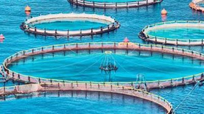 الزراعة: حققنا المركز الثالث عالميا في الاستزراع السمكي | فيديو