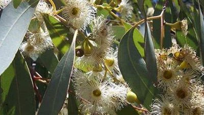 أستاذ كبد يكشف: هذه الأعشاب الطبيعية تقي من كورونا