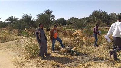 محافظ مطروح: 20 فدانا مزارع إرشادية لمحاصيل سيوة