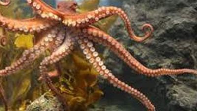 تفسير حلم الإخطبوط في المنام وعلاقته بالبشرى السعيدة والمال الكثير