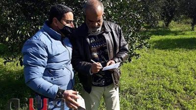 زراعة الإسماعيلية تواصل مكافحتها لذبابة الفاكهة بالقنطرة غرب | صور