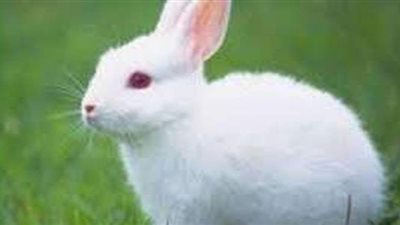 تفسير حلم الأرنب في المنام وعلاقته بالمشاكل الزوجية والهموم والأحزان