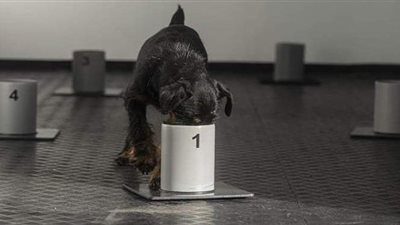 التشيك تستعين بـ