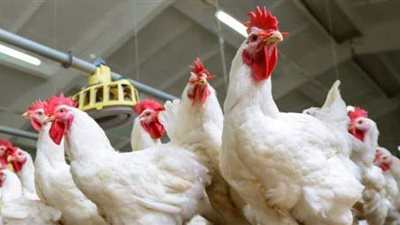 شعبة الدواجن تتوقع استقرار الأسعار وعدم ارتفاعها خلال الفترة المقبلة