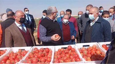 وزيرا الزراعة والري يتفقدان مزرعة طماطم بالمنيا