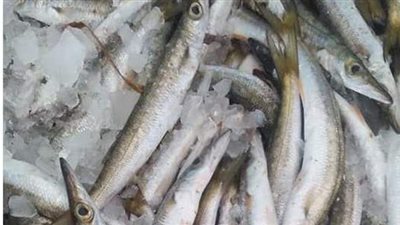 أسعار الأسماك في أسواق مطروح اليوم.. المغازل بـ55 والموزة بـ40 جنيها
