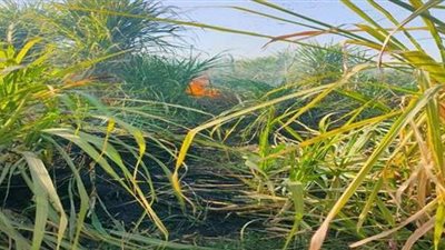 إخماد حريق 3 أفدنة قصب في قنا