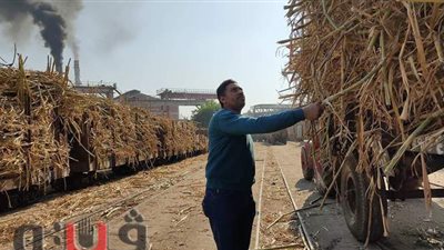 حصاد القصب بالأقصر وسر ارتباطه بموسم الزواج | فيديو وصور