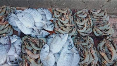 ارتفاع أسعار الأسماك في الإسكندرية بسبب الأمطار