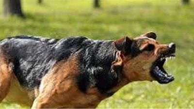 تفسير رؤية الكلب في المنام وعلاقته بالانتصار على الأعداء