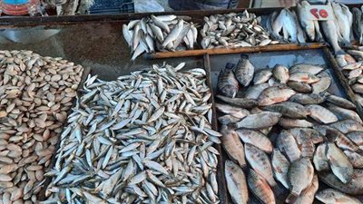 أسعار الأسماك في الإسماعيلية صراع بين الأسواق الراقية والشعبية | صور